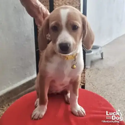 Pecky