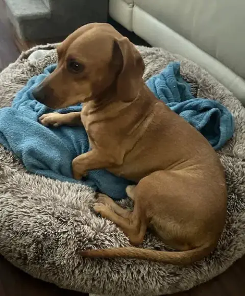 Odie