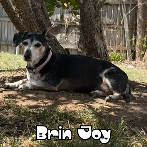 Brin Joy photo 3