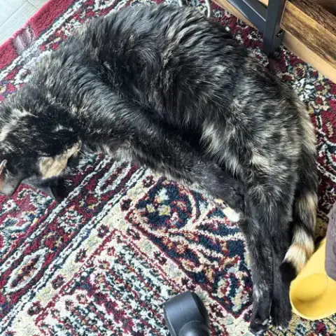 Rosa photo 3