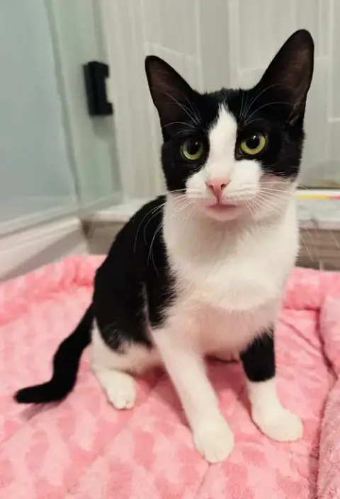 Eddie Kitten photo 4
