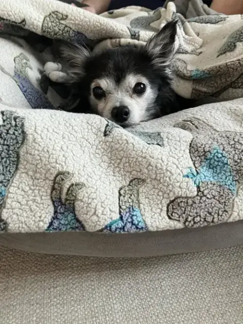 Penny