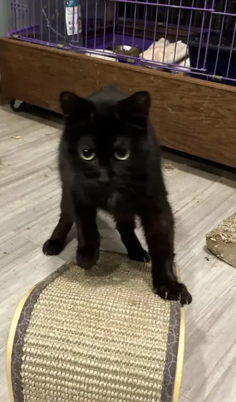 Houdini