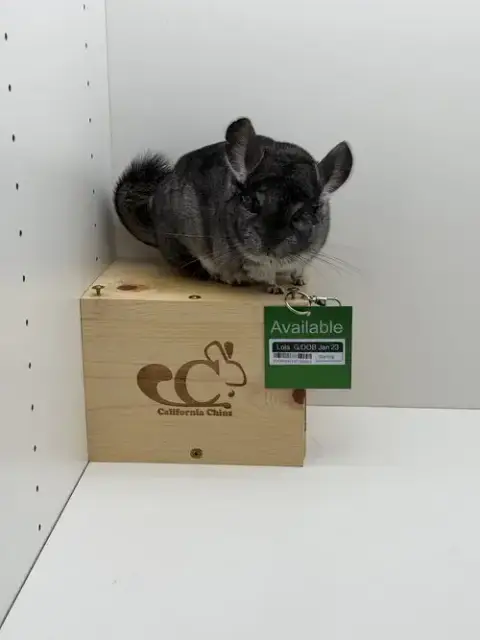 Lola