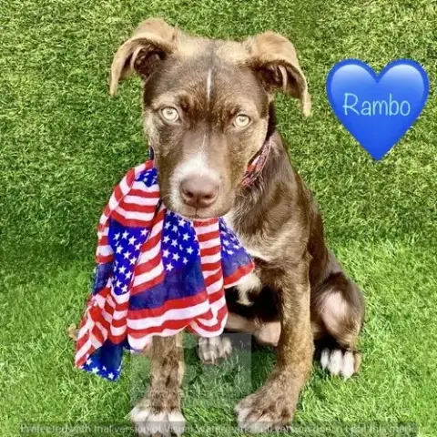 Rambo