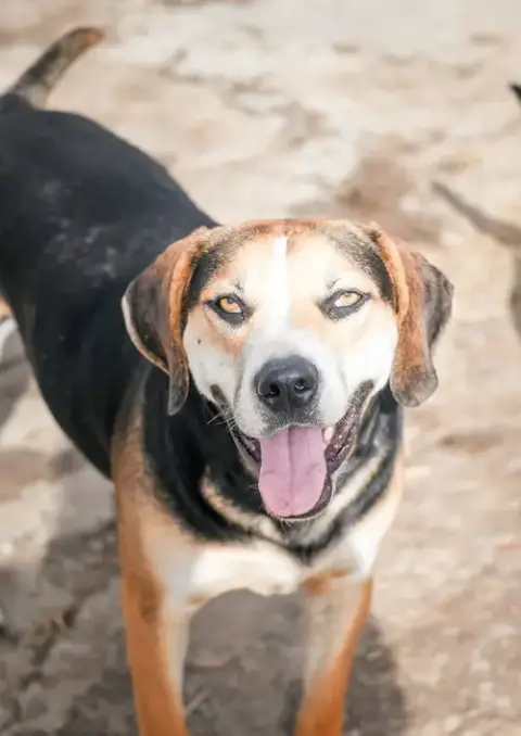 Roscoe photo 2