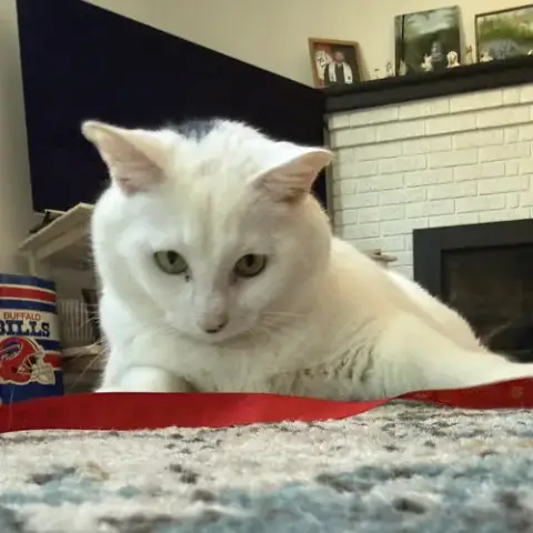 Otis