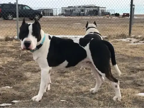 Max And Chyna
