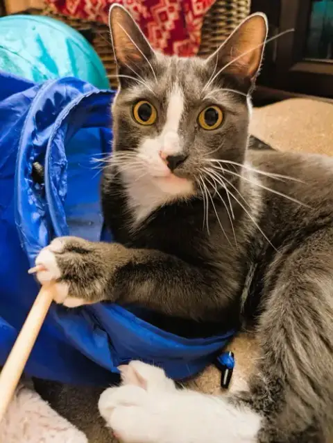 Nemo