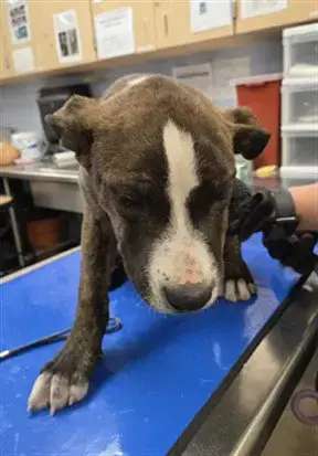 Goobie