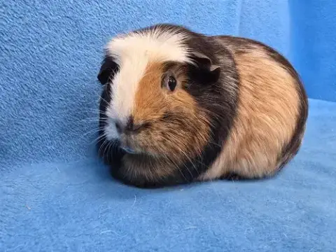 Gus Gus