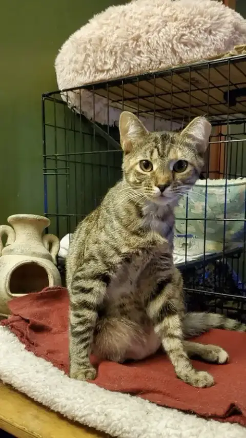 T Kitties photo 4
