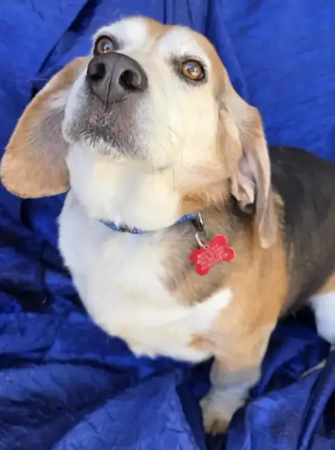 Ace The Adorable Beagle! photo 2