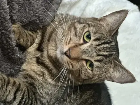 Phoebe photo 5
