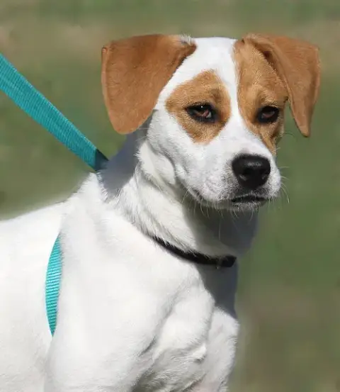 Suki