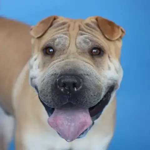 Bruno