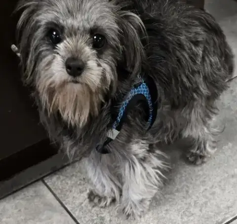 Darcy photo 2