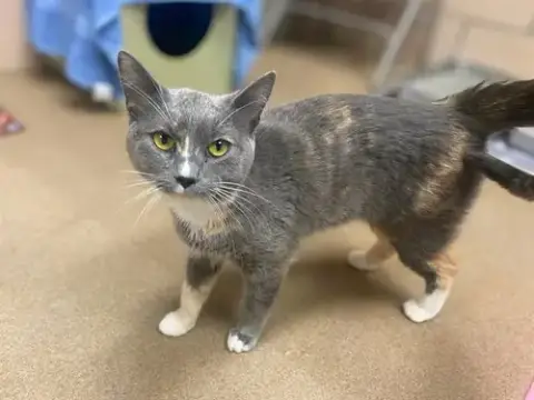 Kiara