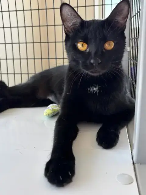 Ebony