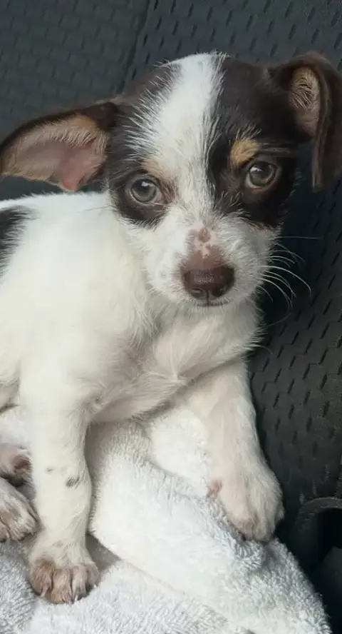 Brownie