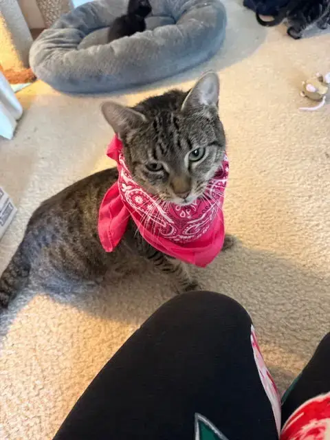 Priscilla
