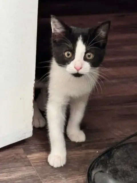 Courtesy Post: Kitten photo 3