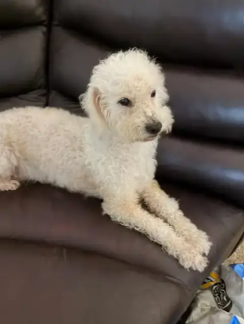 Princess Bella In Tx photo 2