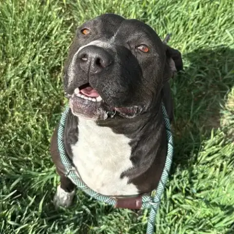 Pete