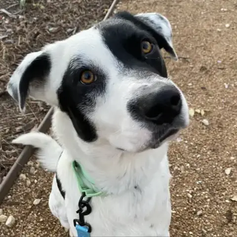 Bandit photo 2