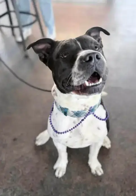 Kano- A Perfect Gentleman
