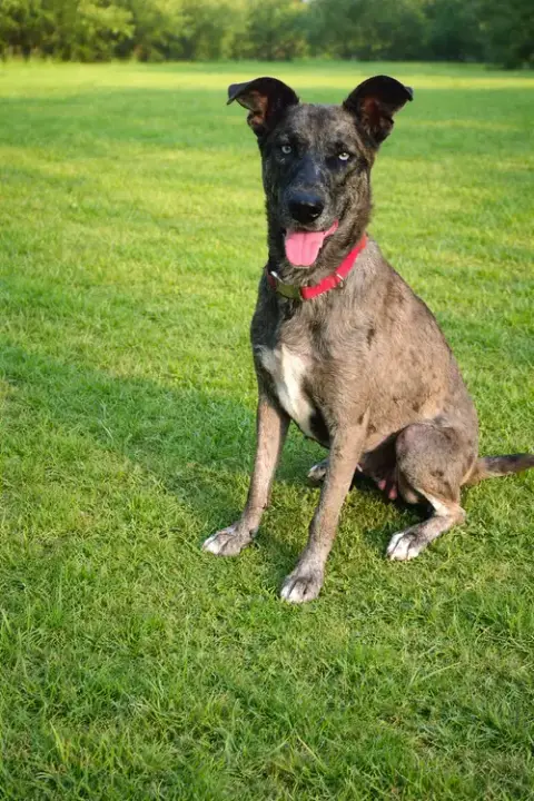 Jessie
