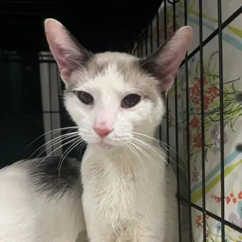 Frankie
