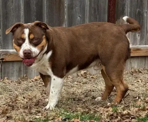 Beefy photo 2
