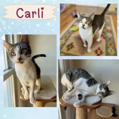 Carlie photo 3