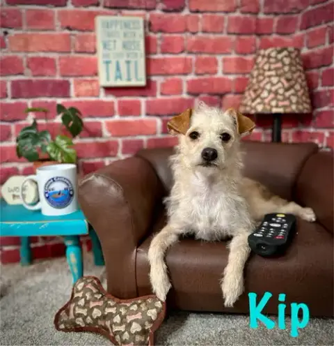 Kip photo 2