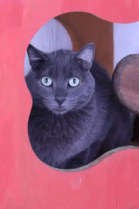 Oli