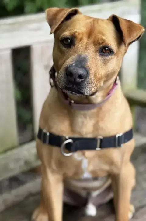 Banjo photo 3
