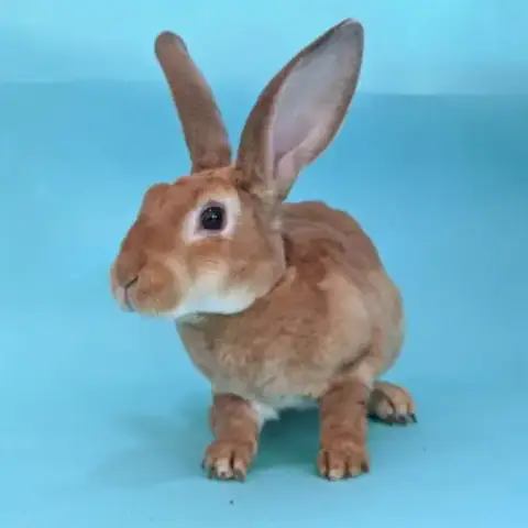 Biscuit