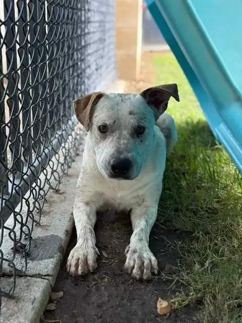 Peanut