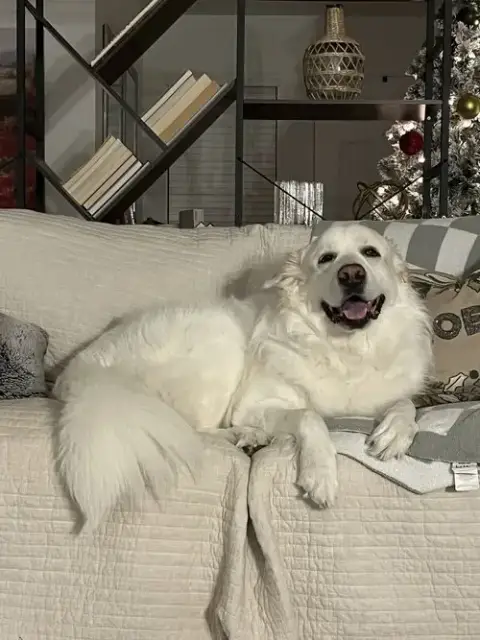 Enzo photo 3