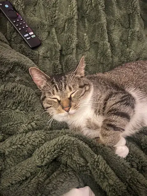 Gizmo photo 3
