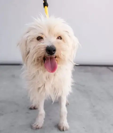Fluffy