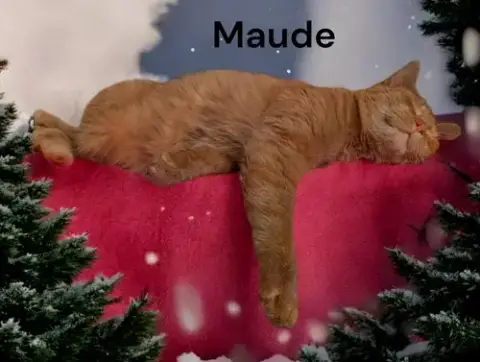 Maude photo 4