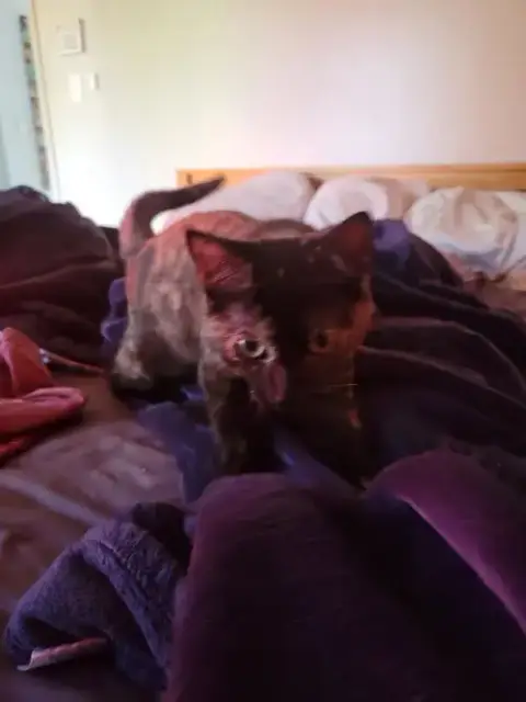 Tortielicious