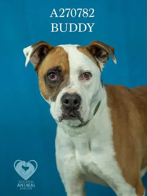 Buddy