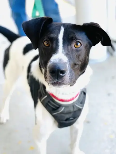 Chester 2 *Adopt Or Foster* photo 4