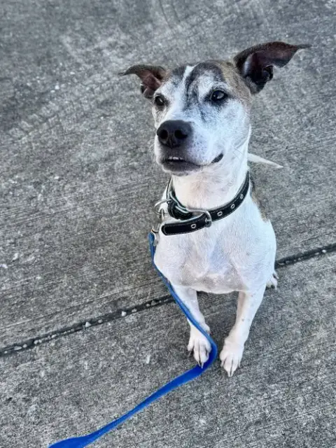 Tyson photo 4