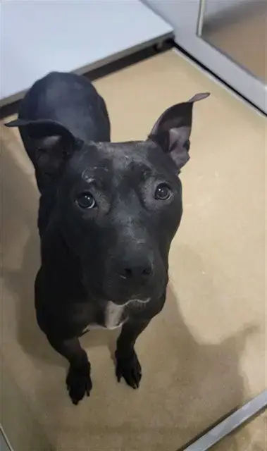 Buddy