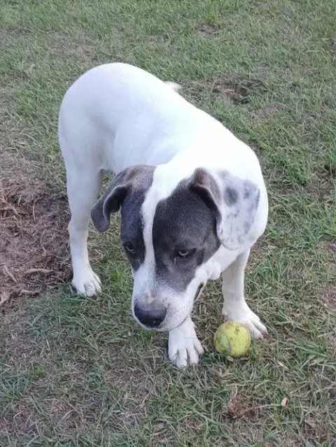Shiloh photo 4