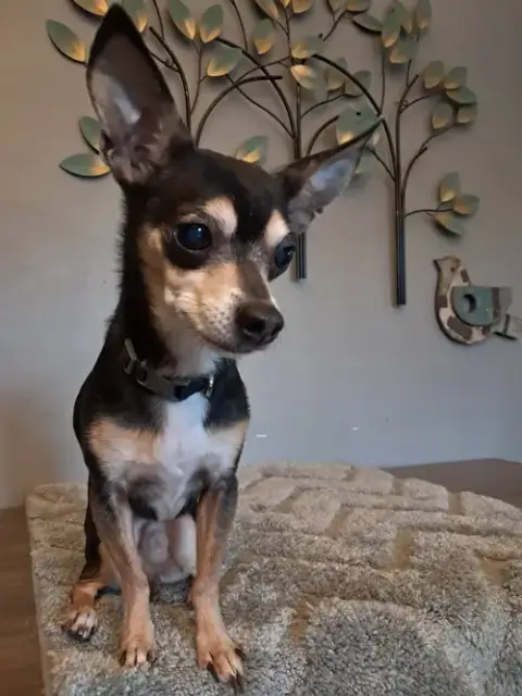 Carlo